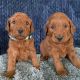 Goldendoodle Puppies for sale in Covina, CA 91722, USA. price: NA