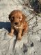 Goldendoodle Puppies for sale in Charleston, SC, USA. price: $1,500
