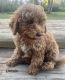 Goldendoodle Puppies for sale in Lynchburg, VA, USA. price: $800