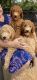 Goldendoodle Puppies for sale in Spartanburg, SC, USA. price: $1,000