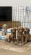 Goldendoodle Puppies for sale in Philadelphia, PA, USA. price: $1,500