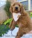 Goldendoodle Puppies for sale in Yukon, OK, USA. price: $2,000