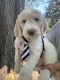 Goldendoodle Puppies for sale in Sherman, TX, USA. price: $750