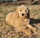 Goldendoodle Puppies for sale in Harrisonburg, VA 22801, USA. price: $800