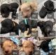 Goldendoodle Puppies for sale in Maryville, TN 37803, USA. price: $1,200