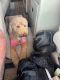 Goldendoodle Puppies for sale in Magnolia, TX, USA. price: $2,000