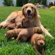 Goldendoodle Puppies for sale in Dallas, TX, USA. price: $800