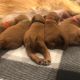 Goldendoodle Puppies for sale in Dallas, TX, USA. price: $800