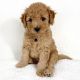 Goldendoodle Puppies for sale in Los Angeles, CA, USA. price: $800