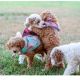 Goldendoodle Puppies for sale in Los Angeles, CA, USA. price: $800