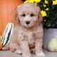Goldendoodle Puppies for sale in Phoenix, AZ, USA. price: $1,950