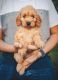 Goldendoodle Puppies for sale in Stevens, PA 17578, USA. price: $800