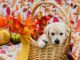 Goldendoodle Puppies for sale in San Diego, CA, USA. price: $400