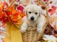 Goldendoodle Puppies for sale in San Diego, CA, USA. price: $750