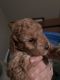 Goldendoodle Puppies for sale in Allentown, PA 18104, USA. price: $1,500