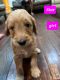 Goldendoodle Puppies for sale in Maryland Ave, Baltimore, MD, USA. price: $1,295
