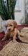 Goldendoodle Puppies for sale in Meridian, ID, USA. price: $700