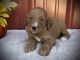 Goldendoodle Puppies for sale in Newark, OH, USA. price: $1,250