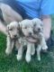Goldendoodle Puppies for sale in Port Huron, MI, USA. price: $1,200