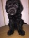 Goldendoodle Puppies for sale in Tarpon Springs, FL, USA. price: $200