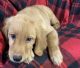Goldendoodle Puppies for sale in Marlette, MI 48453, USA. price: $350
