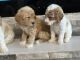 Goldendoodle Puppies for sale in Hickory, NC, USA. price: $600