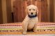 Goldendoodle Puppies for sale in Moreno Valley, CA, USA. price: $2,900