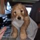 Goldendoodle Puppies for sale in Bath, NY 14810, USA. price: $2,500
