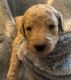 Goldendoodle Puppies for sale in Maryville, TN 37803, USA. price: $1,000