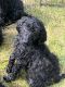 Goldendoodle Puppies for sale in Salem, MO 65560, USA. price: NA