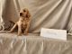 Goldendoodle Puppies for sale in Apex, NC, USA. price: $1,500