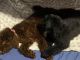Goldendoodle Puppies for sale in Fall River, MA 02720, USA. price: $3,500