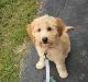 Goldendoodle Puppies for sale in Fairview Heights, IL 62208, USA. price: $1,500