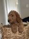 Goldendoodle Puppies for sale in Vancouver, WA, USA. price: $1,000