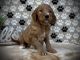 Goldendoodle Puppies for sale in Newark, OH, USA. price: $1,000
