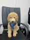 Goldendoodle Puppies for sale in Spartanburg, SC, USA. price: $450