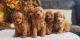 Goldendoodle Puppies for sale in Fort Worth, TX 76117, USA. price: $1,200