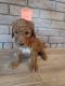 Goldendoodle Puppies for sale in Olive Branch, MS 38654, USA. price: $1,000