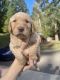 Goldendoodle Puppies for sale in Vancouver, WA, USA. price: $800