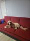 Goldendoodle Puppies for sale in Pikesville, MD, USA. price: NA