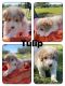 Goldendoodle Puppies for sale in Fuquay-Varina, NC, USA. price: $1,950