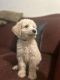 Goldendoodle Puppies for sale in Lawrence, KS, USA. price: $300
