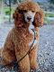 Goldendoodle Puppies for sale in Phoenix, AZ, USA. price: $2,500