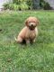 Goldendoodle Puppies for sale in Wilmington, MA 01887, USA. price: $800
