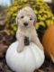 Goldendoodle Puppies for sale in Home, PA 15747, USA. price: $1,500