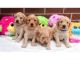 Goldendoodle Puppies for sale in Honolulu, HI, USA. price: $300
