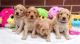 Goldendoodle Puppies for sale in Oklahoma City, OK 73112, USA. price: $300