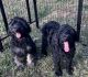 Goldendoodle Puppies for sale in Cecilia, KY 42724, USA. price: $500