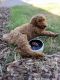 Goldendoodle Puppies for sale in Queen Creek, AZ 85142, USA. price: $900