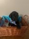 Goldendoodle Puppies for sale in Sandusky, MI 48471, USA. price: $500
